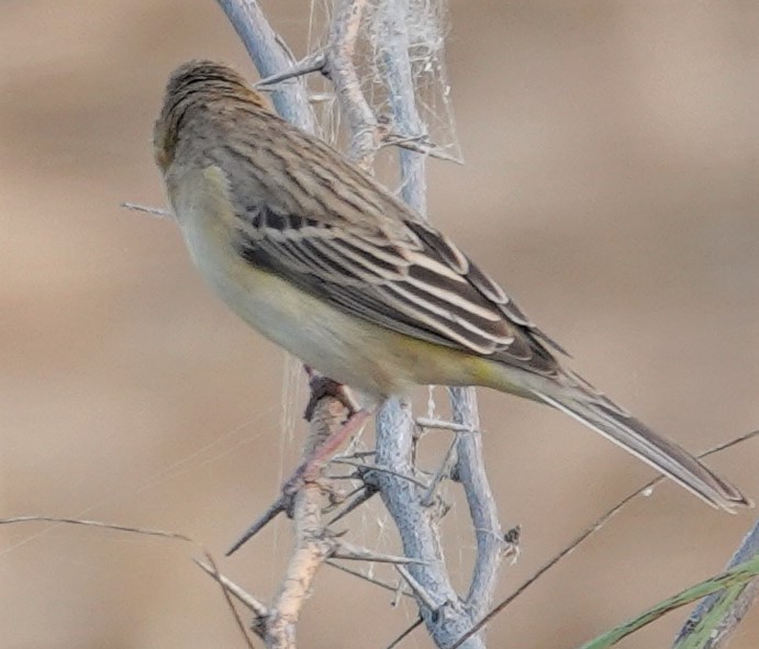 Red-headed Bunting - ML569784631