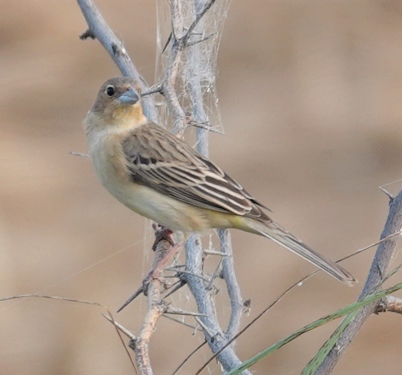 Red-headed Bunting - ML569784641