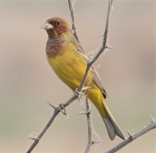 Red-headed Bunting - ML569784651