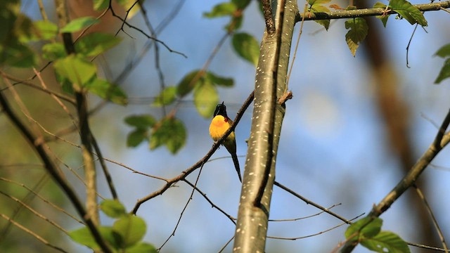 Green-tailed Sunbird - ML569785291