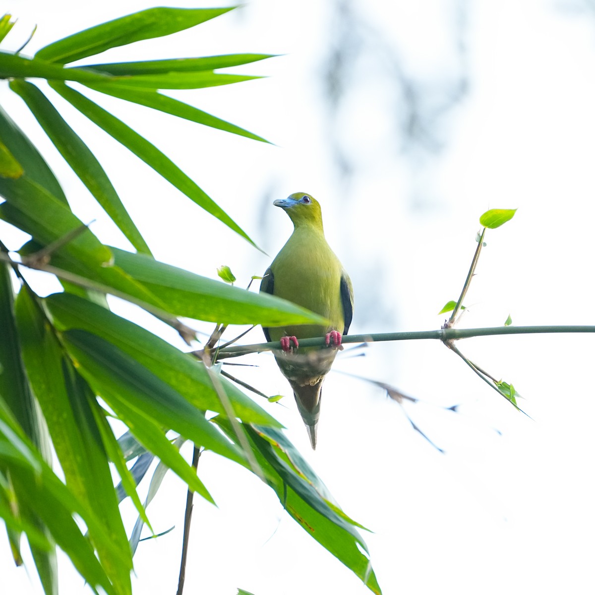 Pin-tailed Green-Pigeon - Tom Cho