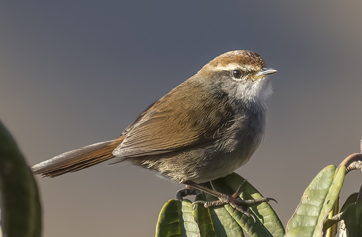 Gray-sided Bush Warbler - ML569791091