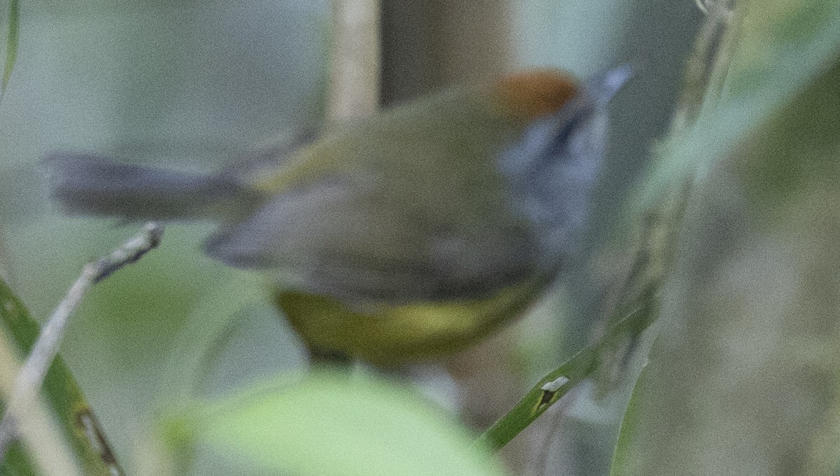 Broad-billed Warbler - ML569791191