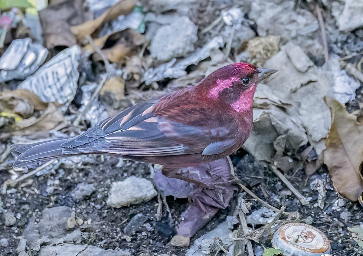Dark-breasted Rosefinch - ML569791371