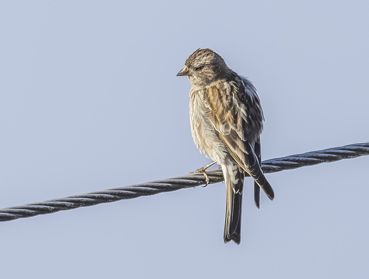 Plain Mountain Finch - ML569791781