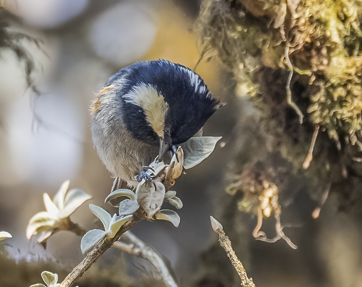 Rufous-vented Tit - ML569792131