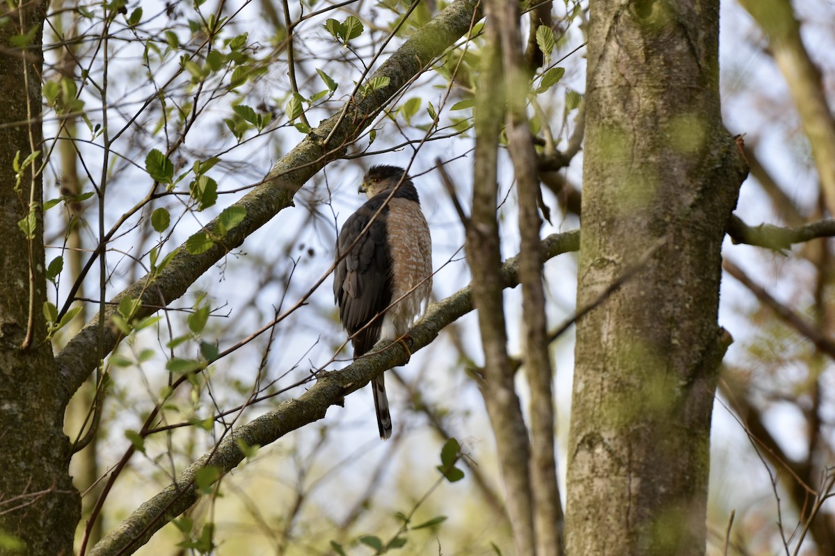 Cooper's Hawk - ML569792481