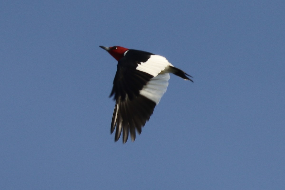 Pic à tête rouge - ML569793421