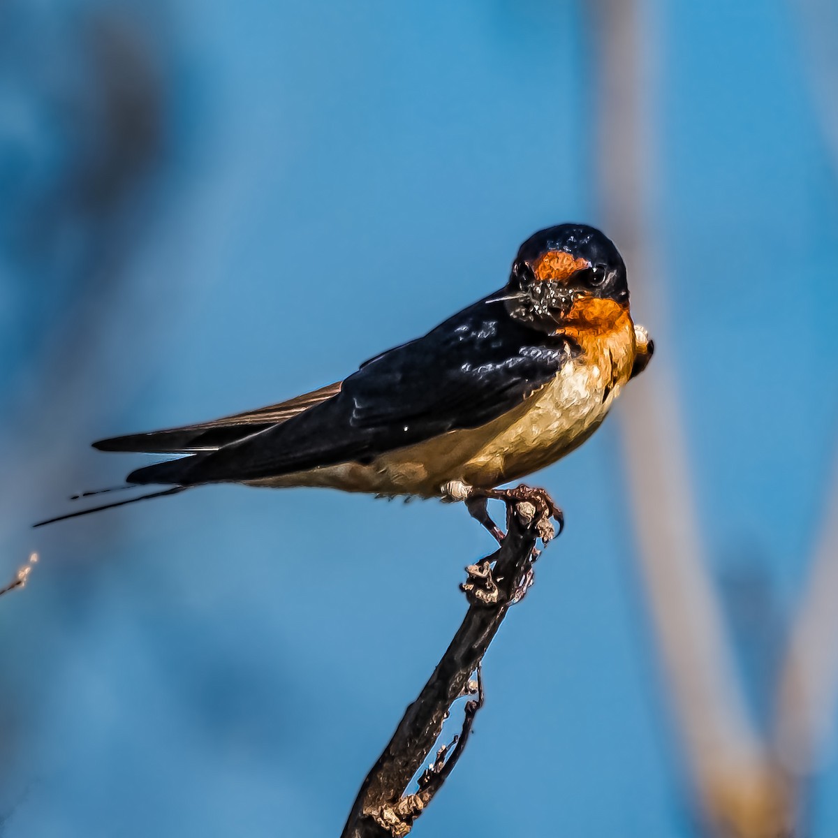 Barn Swallow - Dwayne Litteer