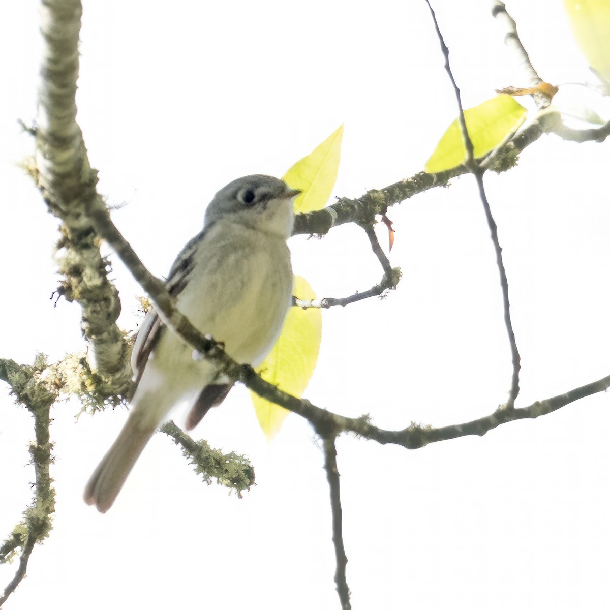 Least Flycatcher - ML569795311