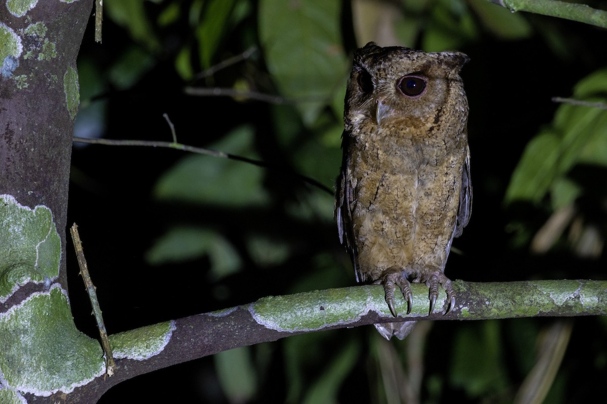 Collared Scops-Owl - Muangpai Suetrong
