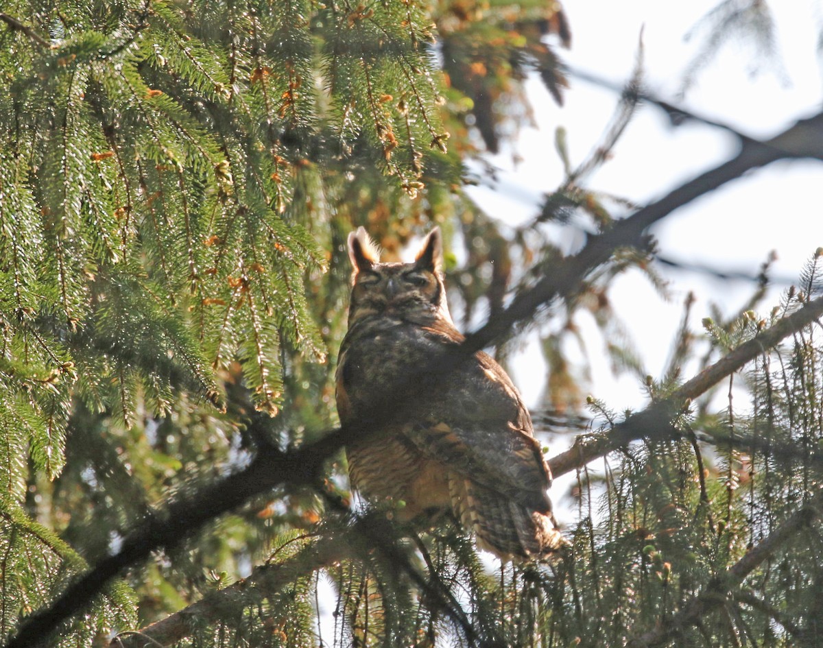 Great Horned Owl - ML569798241