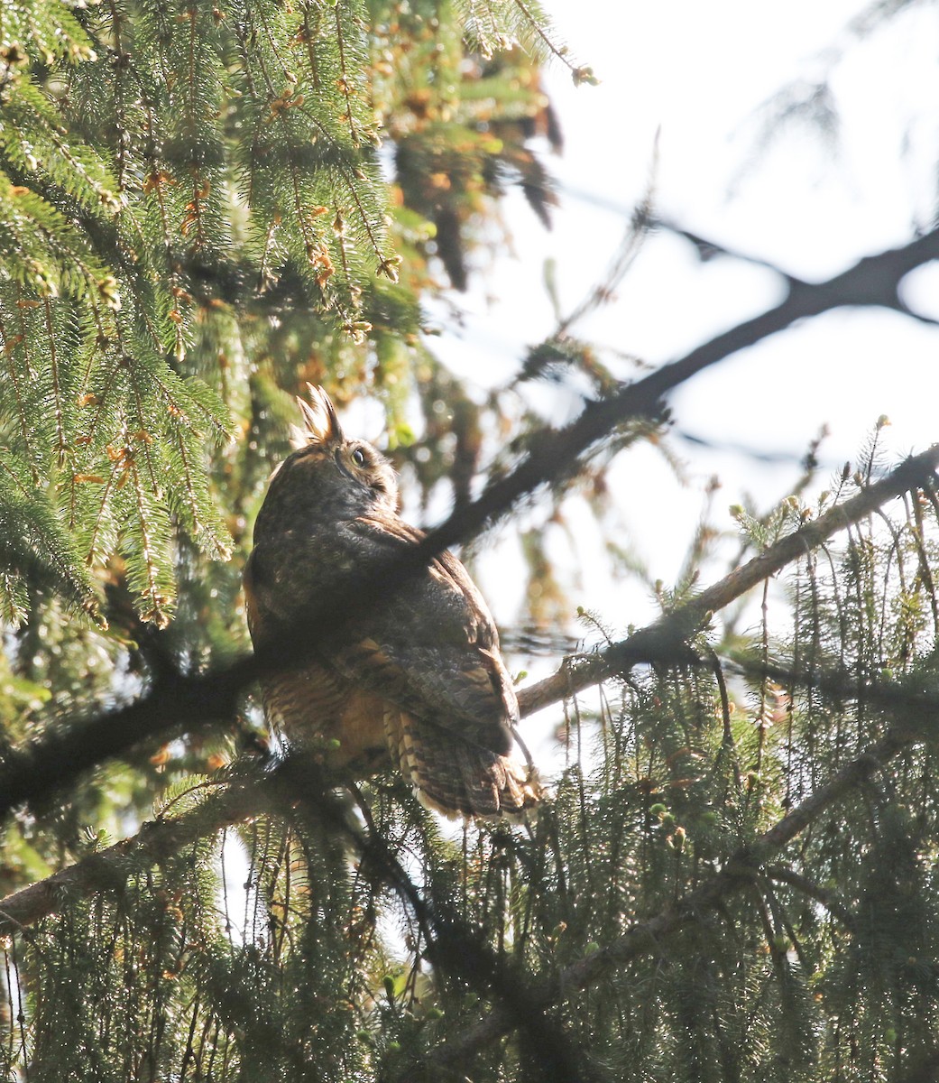 Great Horned Owl - ML569798251