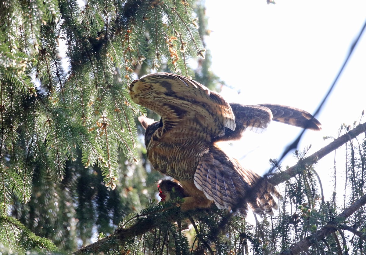 Great Horned Owl - ML569798261