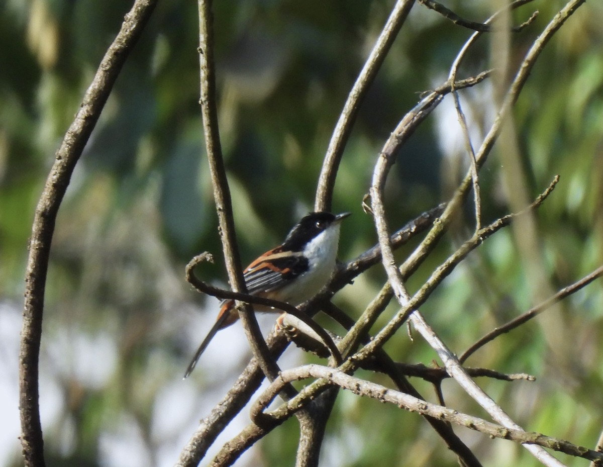 Black-headed Shrike-Babbler - ML569798341