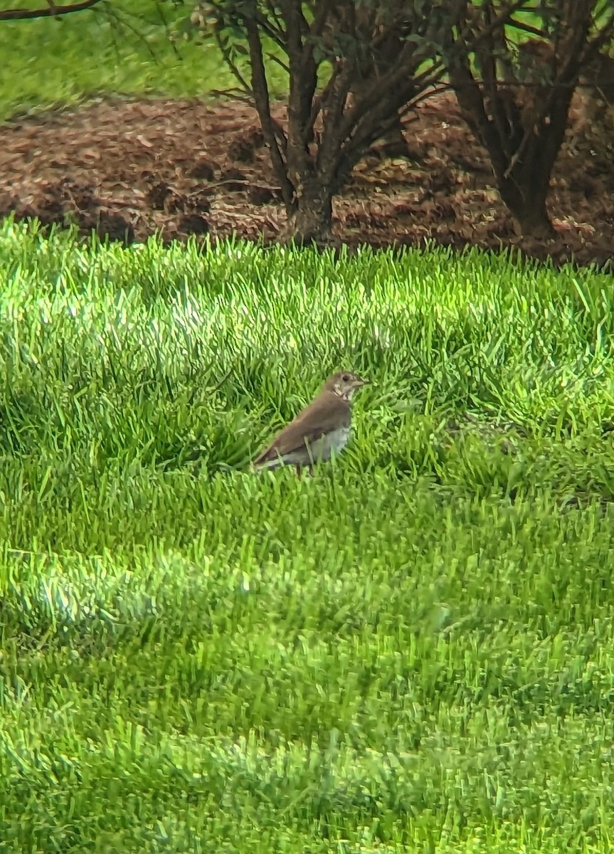 Gray-cheeked Thrush - Andy Belt