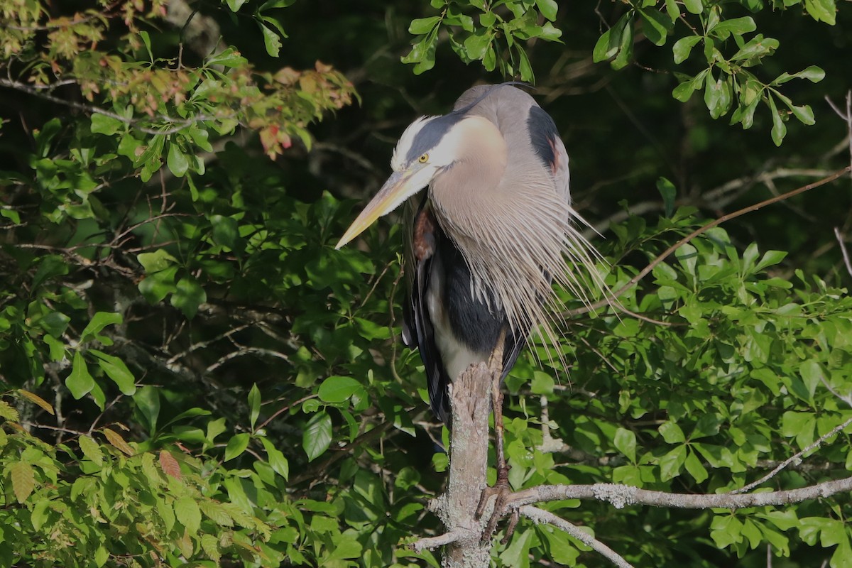 Great Blue Heron - ML569799131