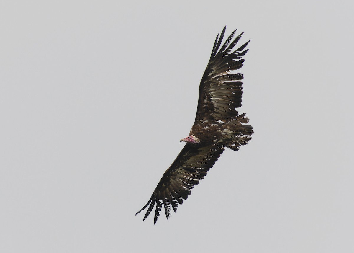 Hooded Vulture - Ayuwat Jearwattanakanok