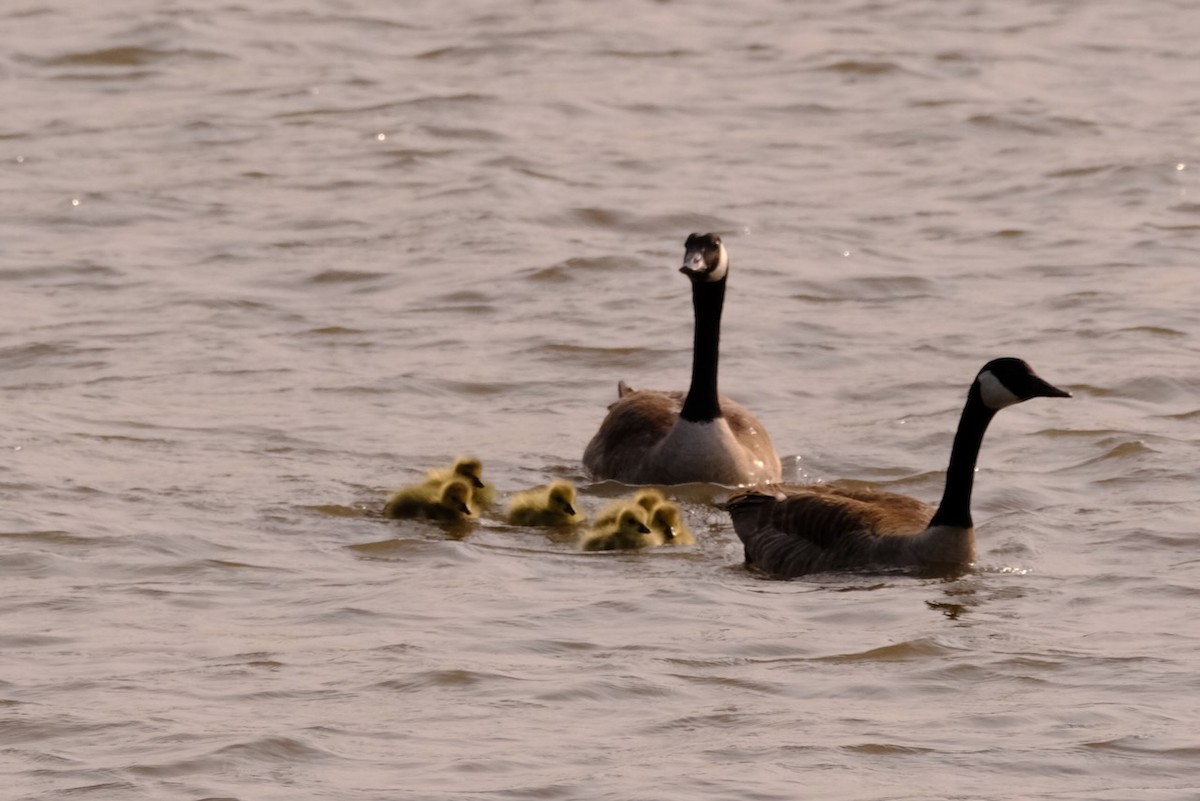 Canada Goose - ML569801761