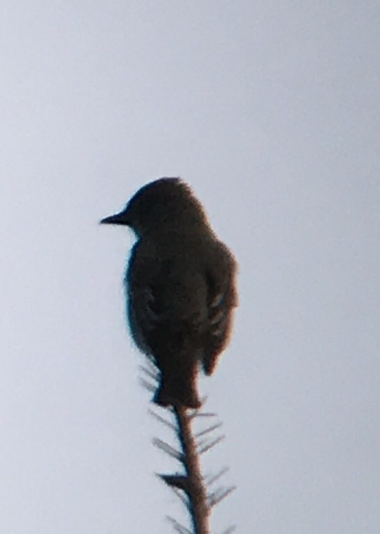 Olive-sided Flycatcher - ML56980181
