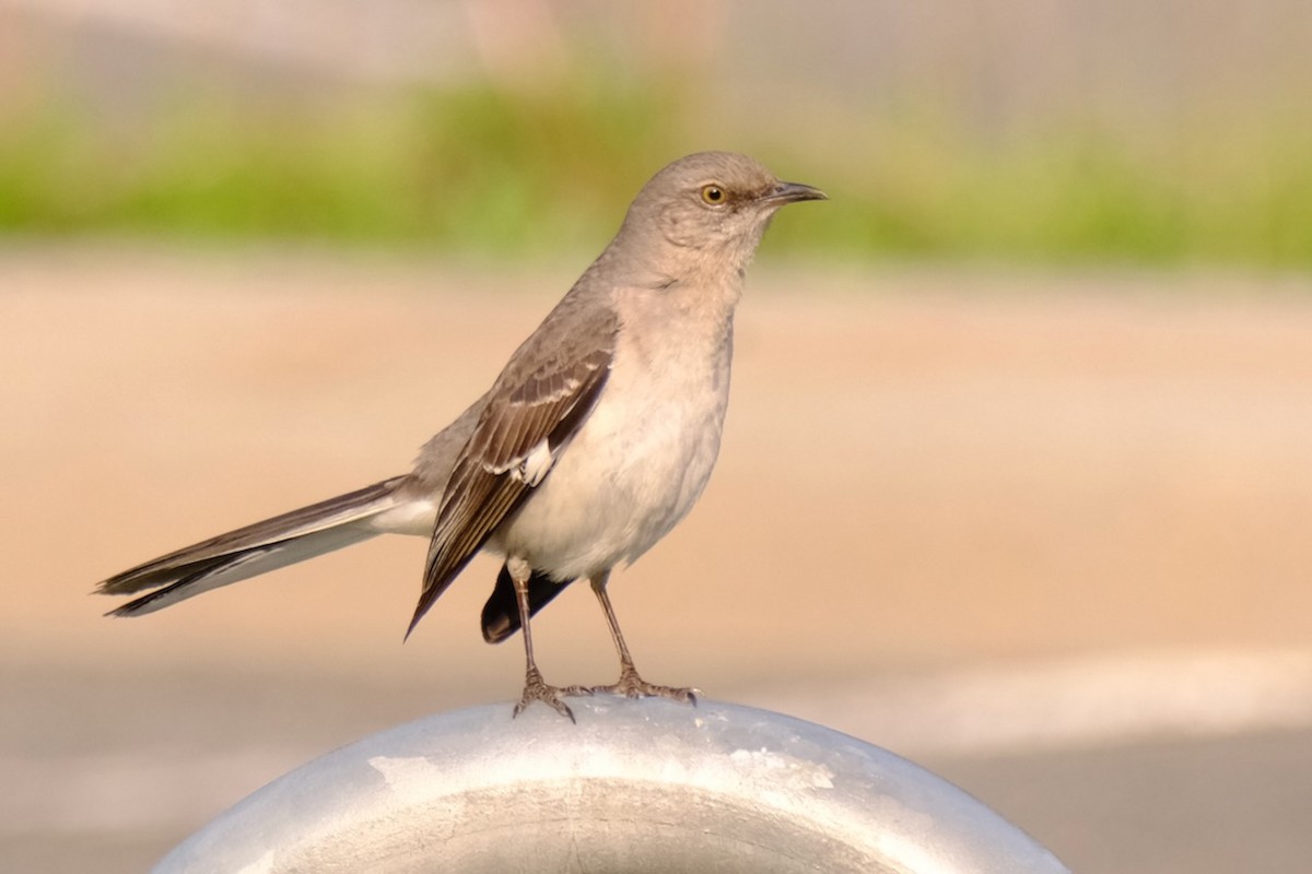 Northern Mockingbird - ML569801901