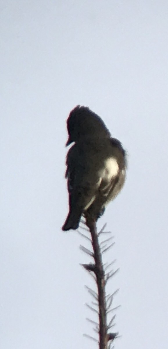 Olive-sided Flycatcher - ML56980191