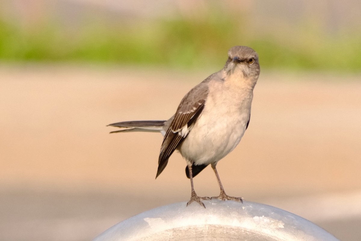 Northern Mockingbird - ML569801911
