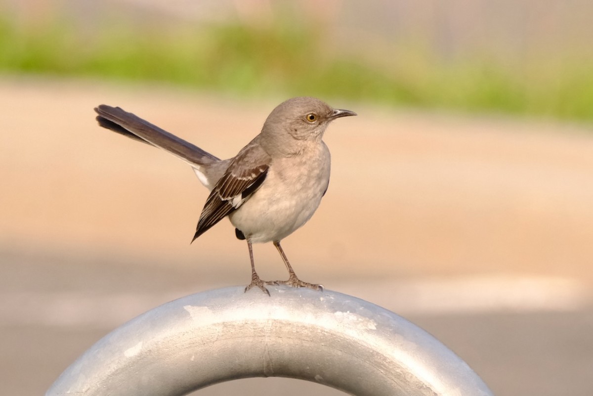 Northern Mockingbird - Alexander Rabb