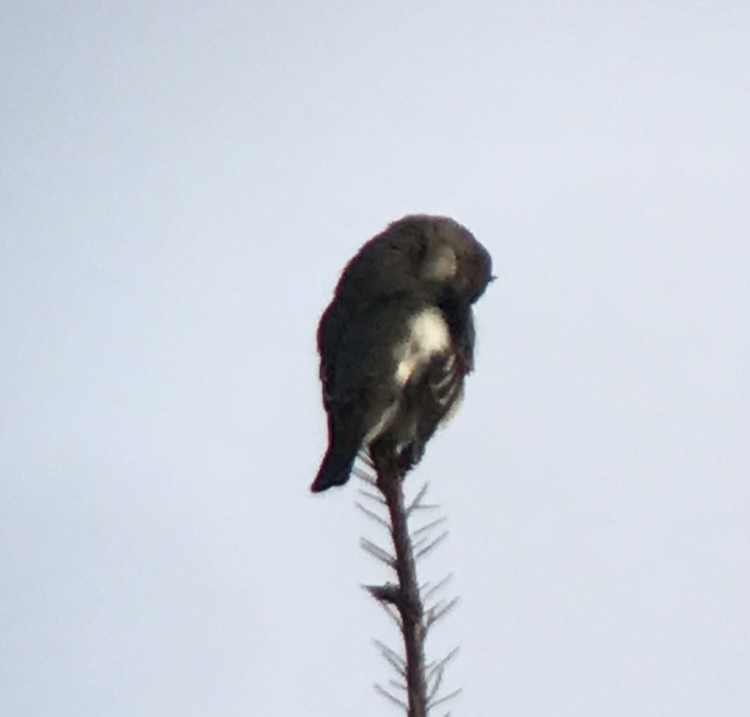 Olive-sided Flycatcher - ML56980201