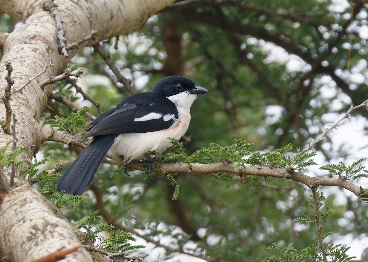 Ethiopian Boubou - ML569802011