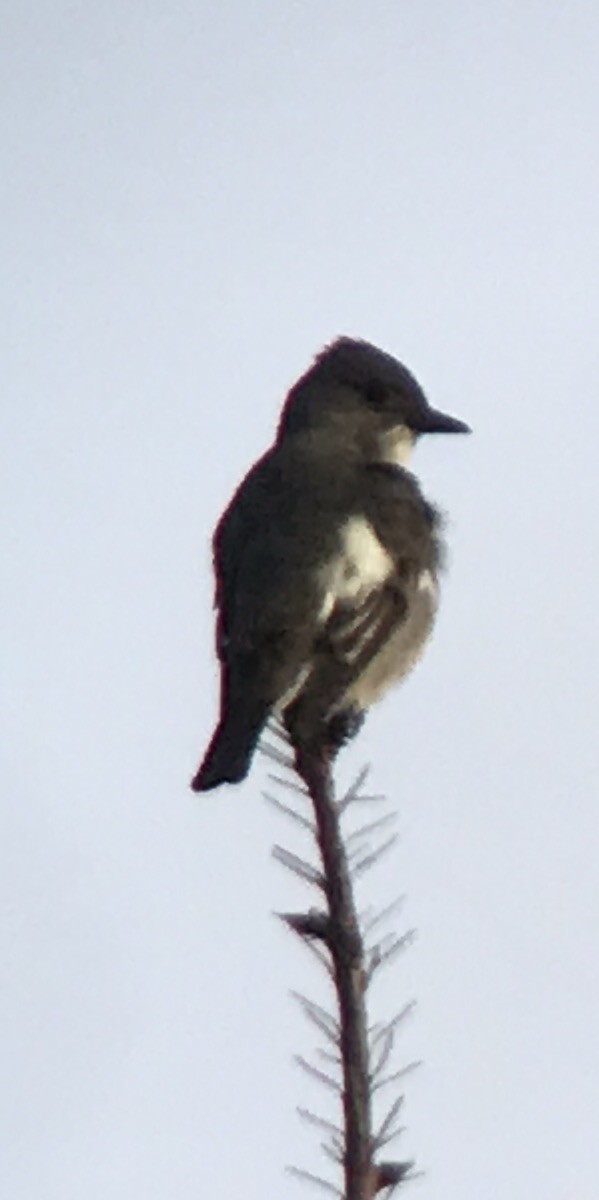 Olive-sided Flycatcher - ML56980231