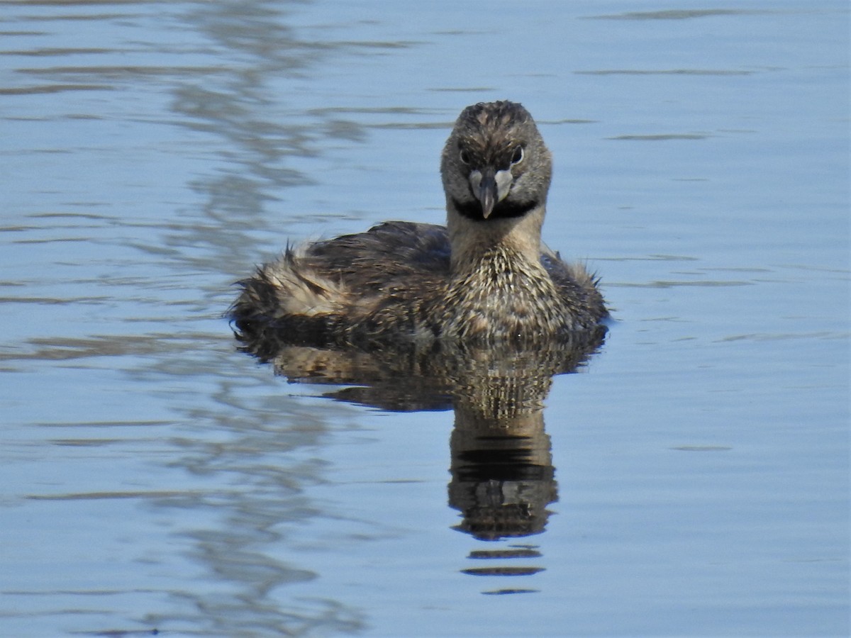 Pied-billed Grebe - ML569802511