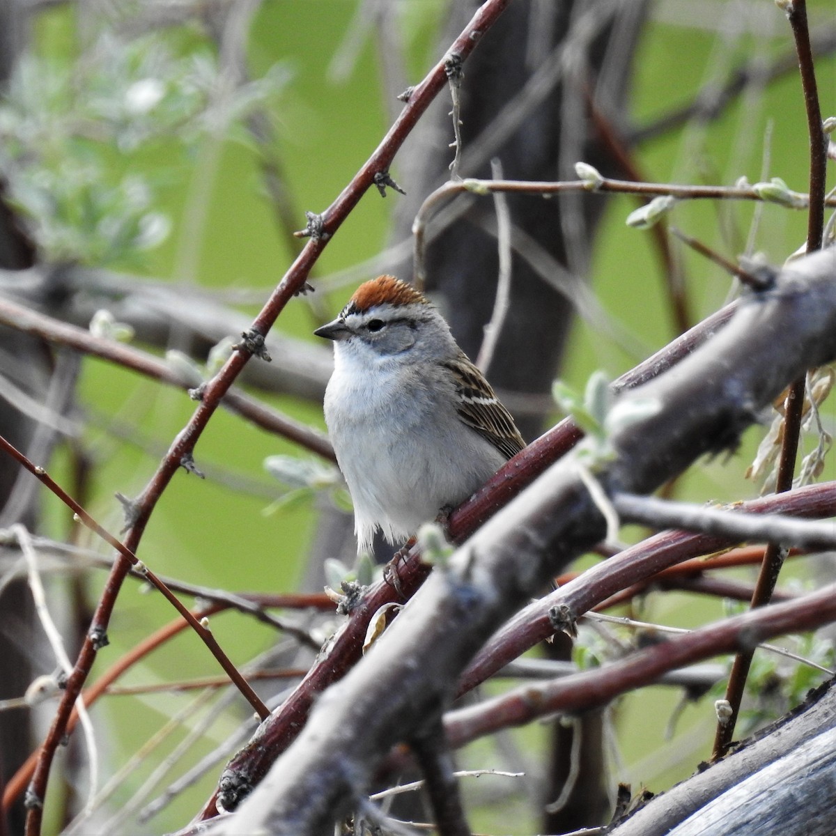 Chipping Sparrow - ML569802561