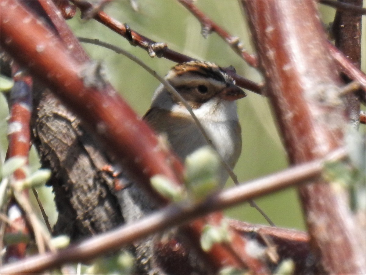 Clay-colored Sparrow - ML569802671