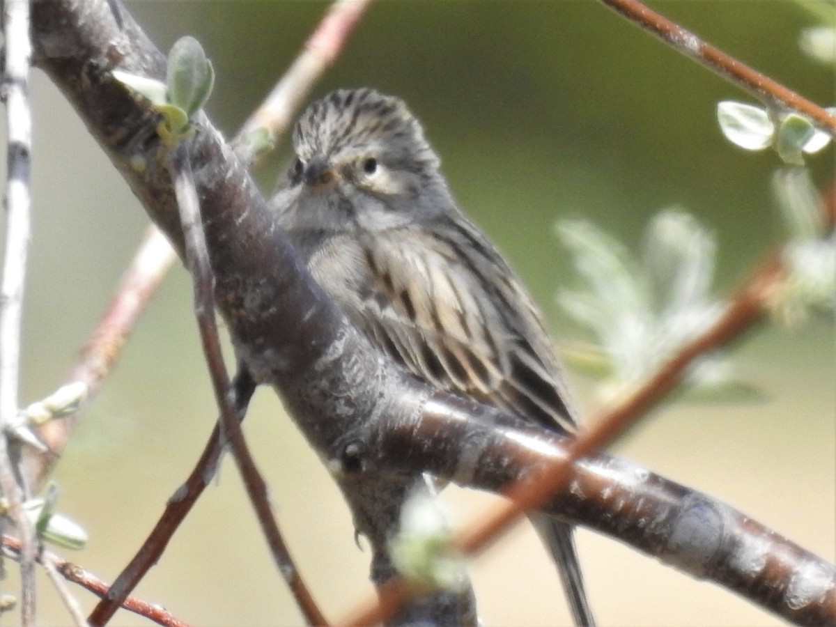 Brewer's Sparrow - ML569802881