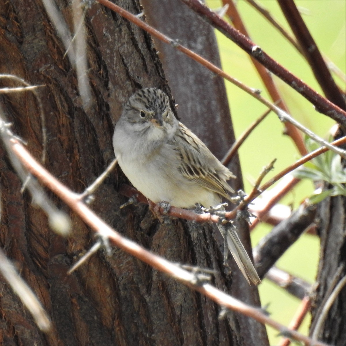 Brewer's Sparrow - ML569802991