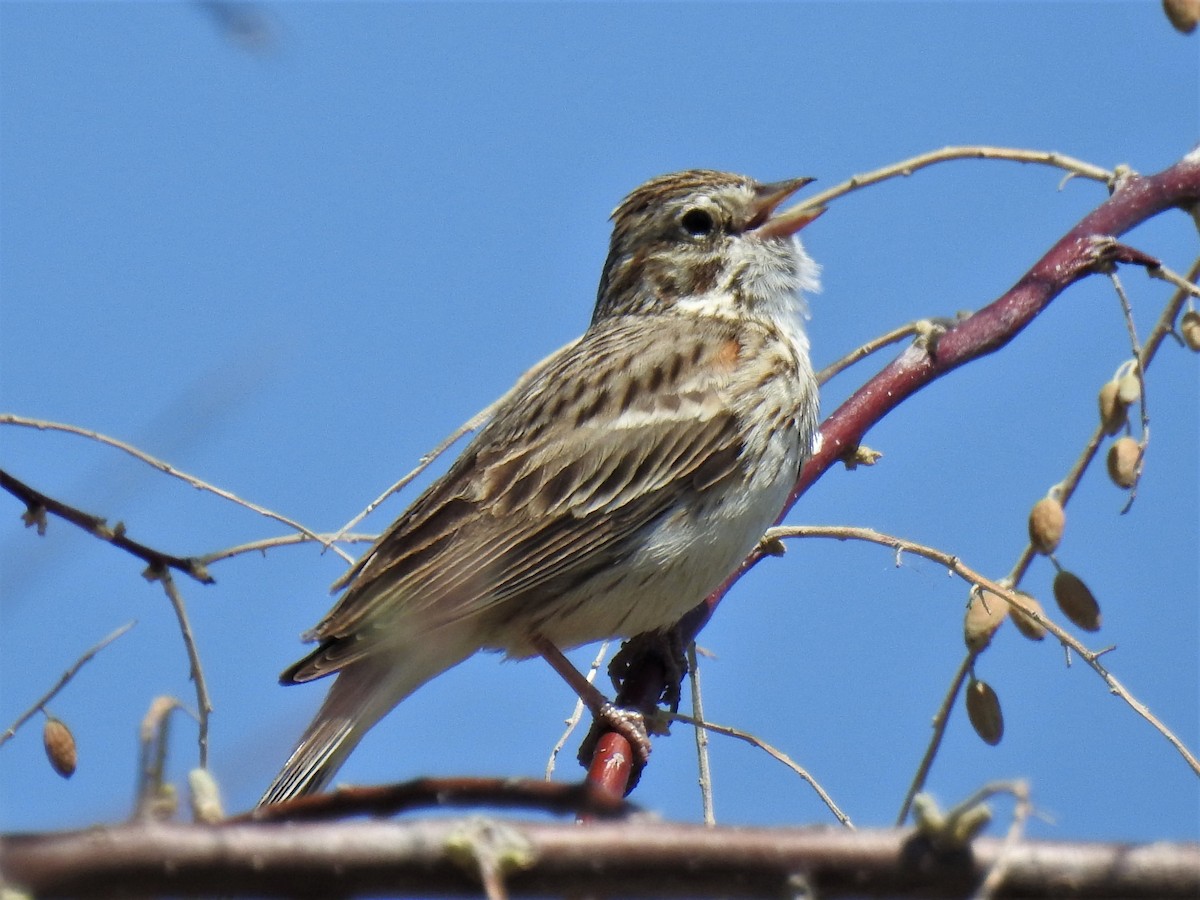 Vesper Sparrow - Chipper Phillips