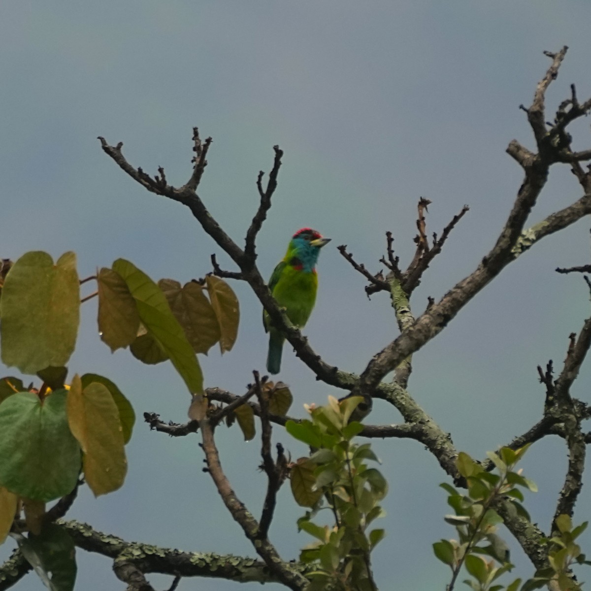 Blue-throated Barbet (Red-crowned) - ML569803681