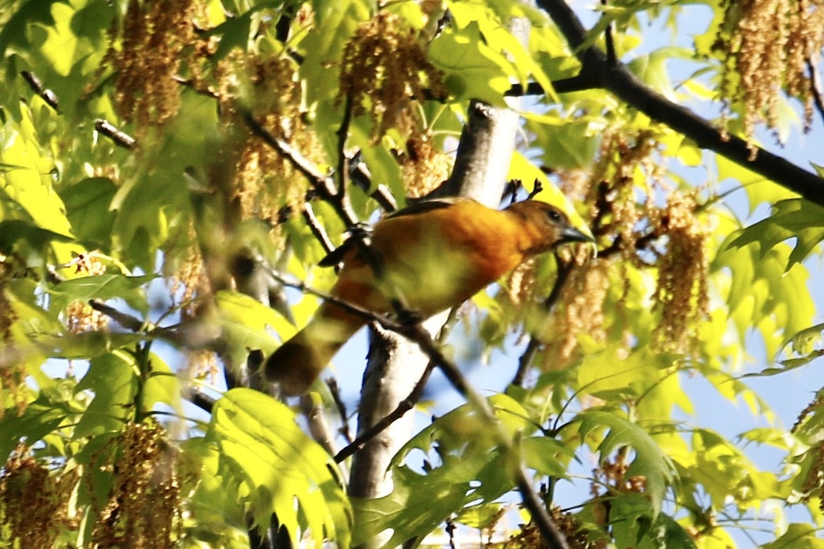 Baltimore Oriole - Jeffrey Boland