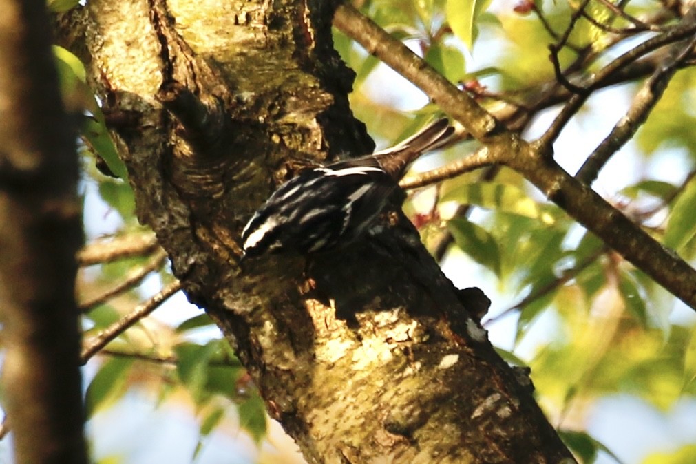 Black-and-white Warbler - ML569804561