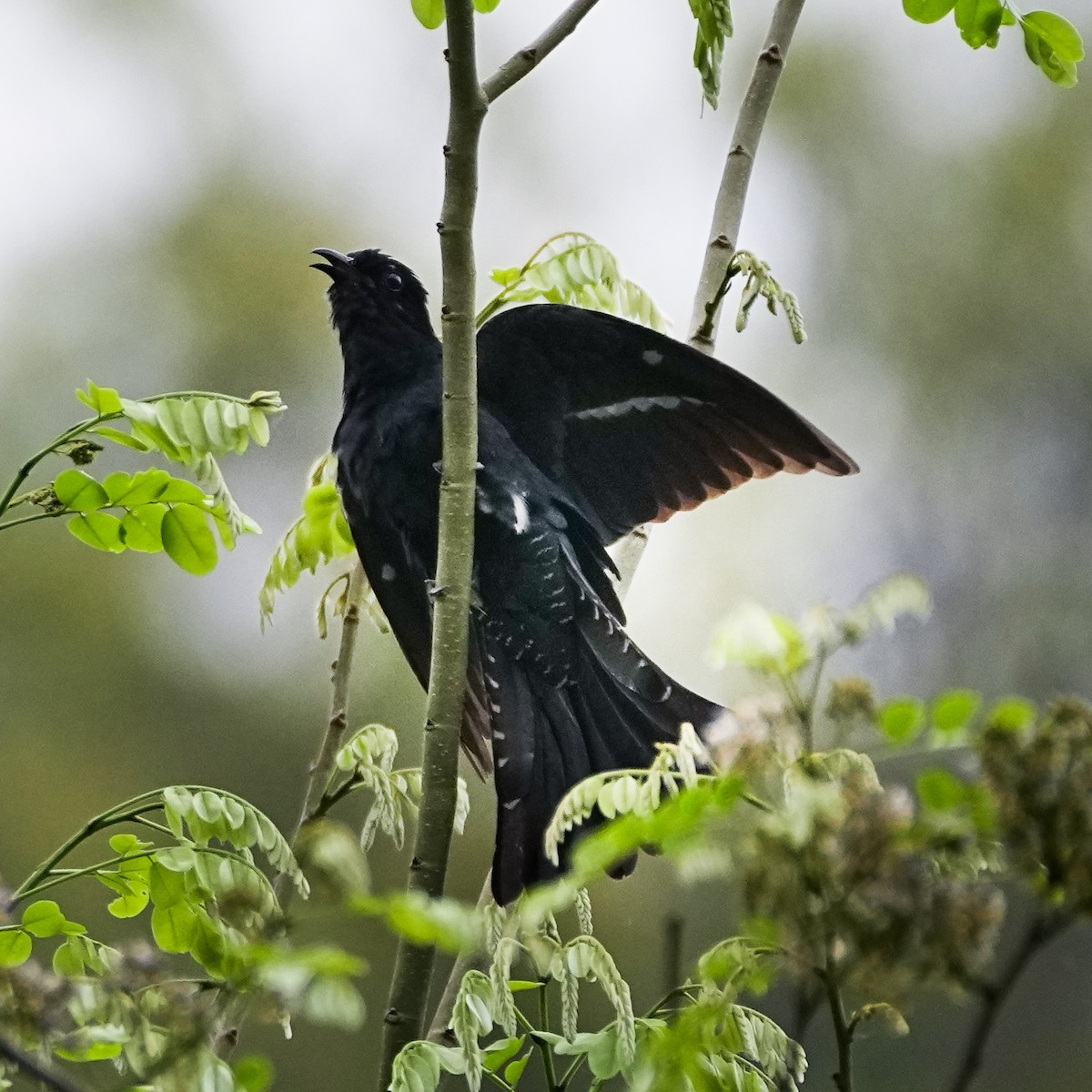 Square-tailed Drongo-Cuckoo - Tom Cho