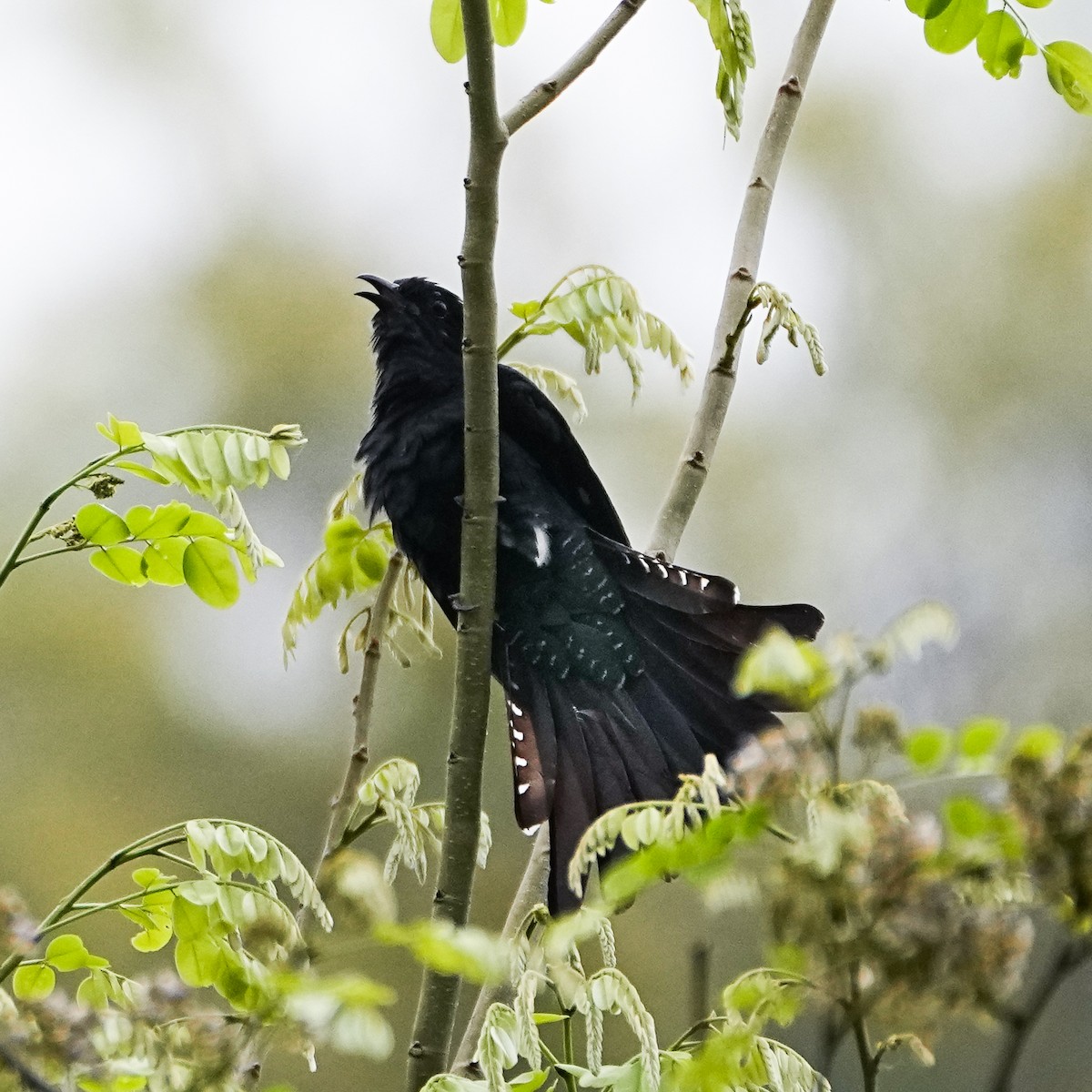 Square-tailed Drongo-Cuckoo - Tom Cho