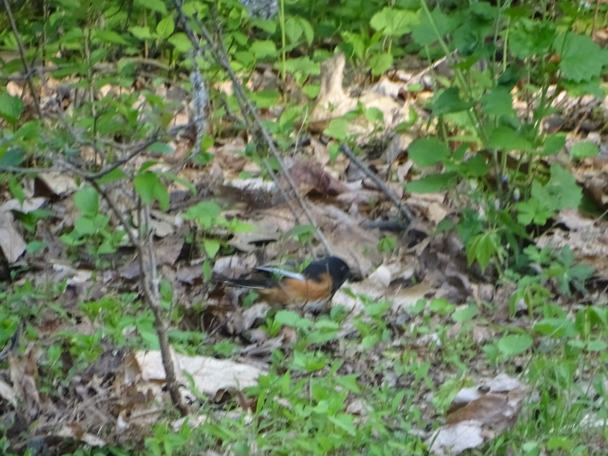 Eastern Towhee - ML569804751