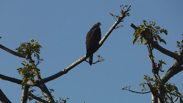 東方蜂鷹 - ML569804941