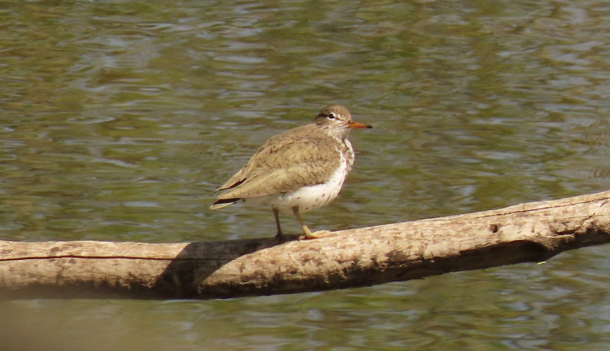 Spotted Sandpiper - ML569805451