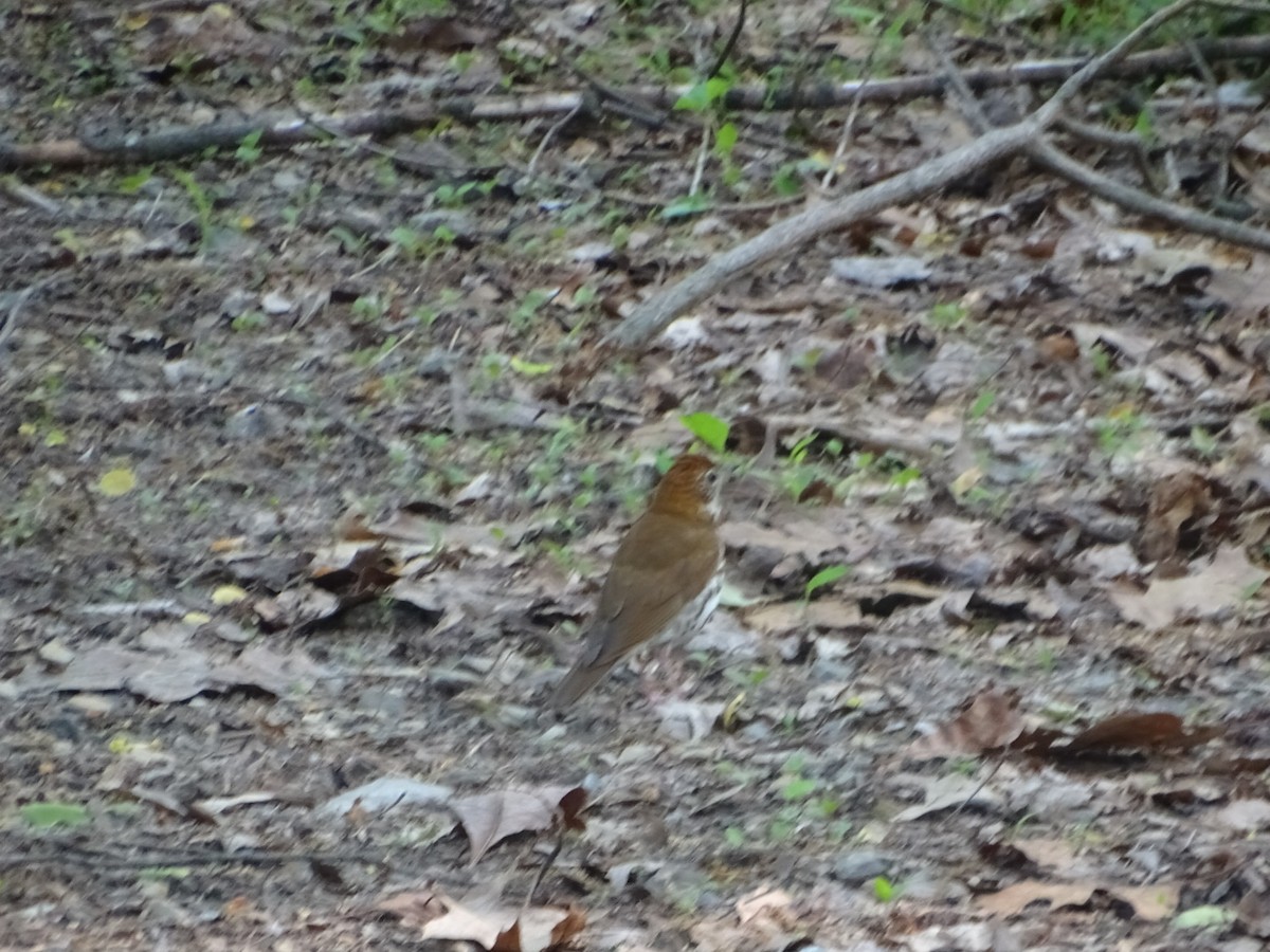 Wood Thrush - Robert Solomon