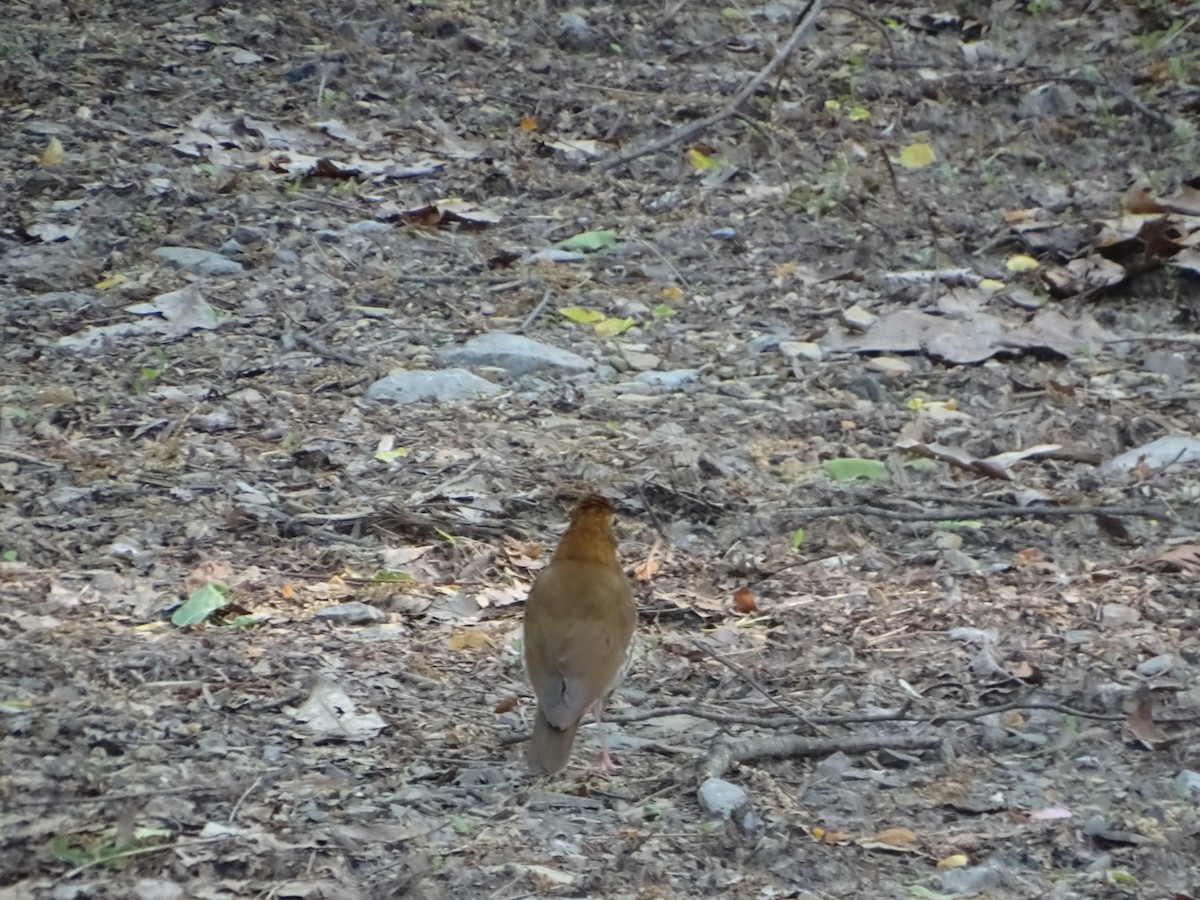 Wood Thrush - Robert Solomon