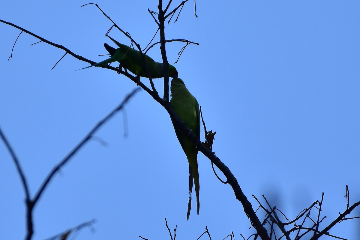 alexandr malý - ML569807341