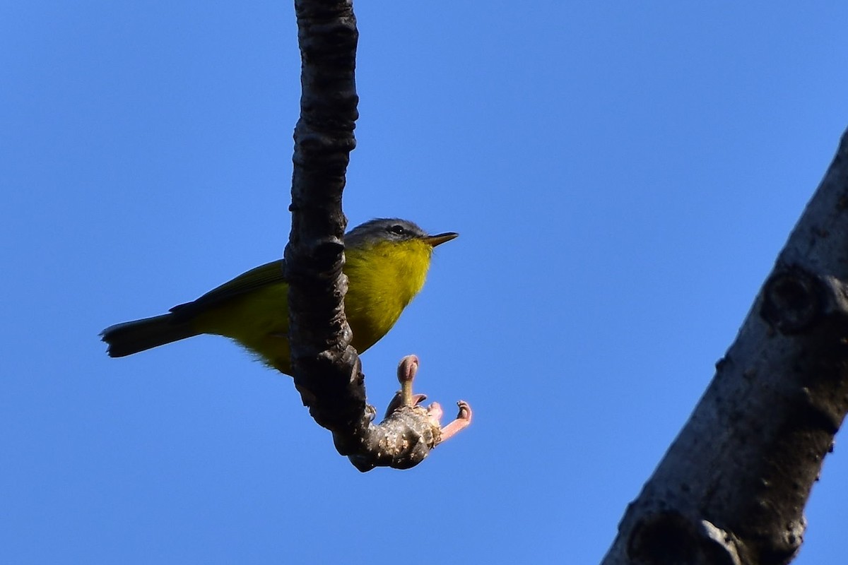 Gray-hooded Warbler - ML569807401