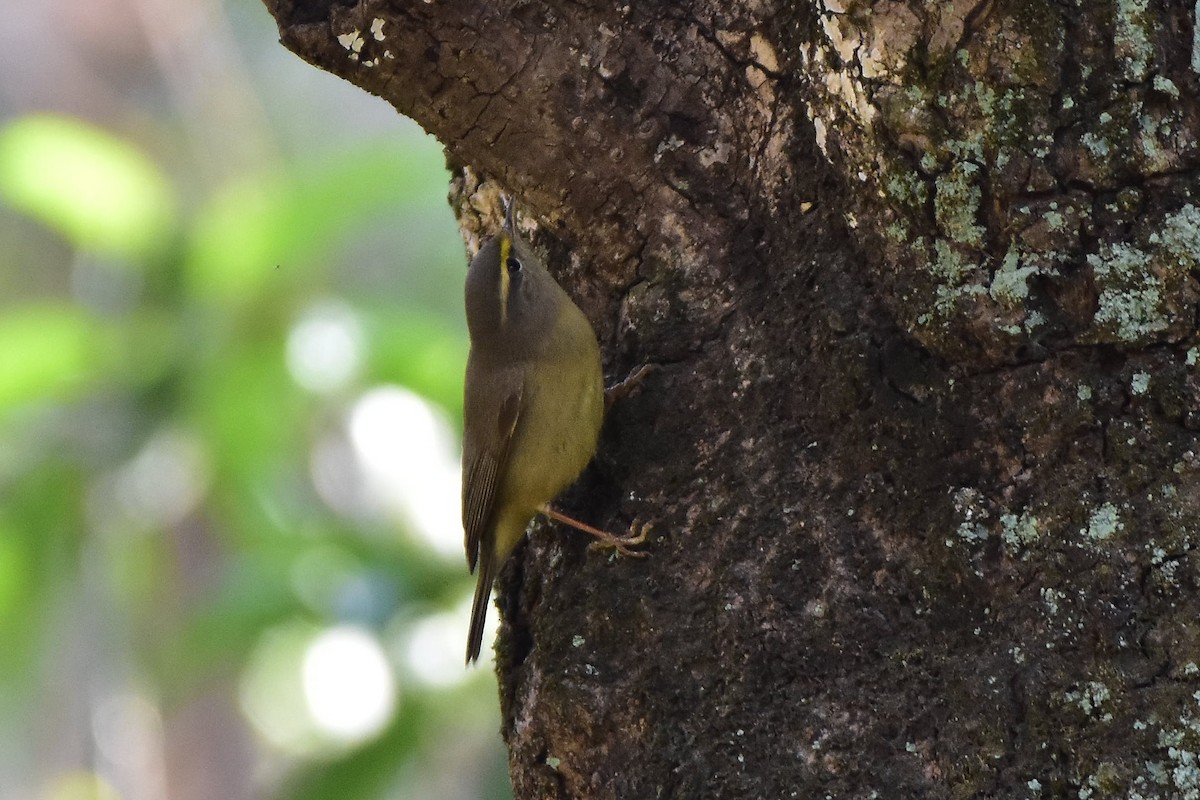 Sulphur-bellied Warbler - Ananyaa Dobhal